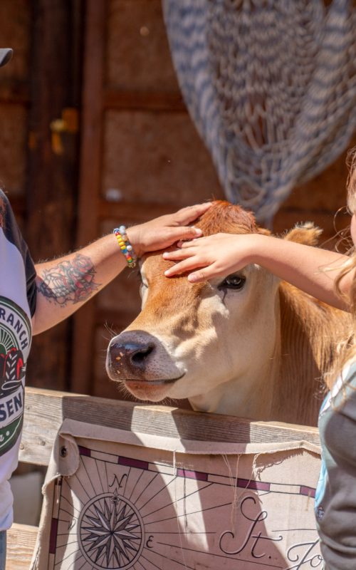 Girl petting a cow